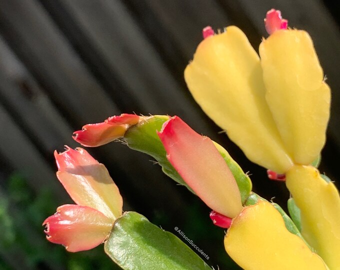 Variegated Christmas Cactus Plants 4inch Pot Bare Root Etsy