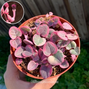 May include: A Ceropegia woodii variegata plant in a round brown pot, featuring heart-shaped leaves with pink, green, and white variegation. An inset circle shows a close-up of a single tubular, purple-tipped flower with delicate hairs.
