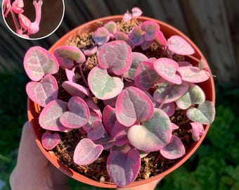 May include: A Ceropegia woodii variegata plant in a round brown pot, featuring heart-shaped leaves with pink, green, and white variegation. An inset circle shows a close-up of a single tubular, purple-tipped flower with delicate hairs.