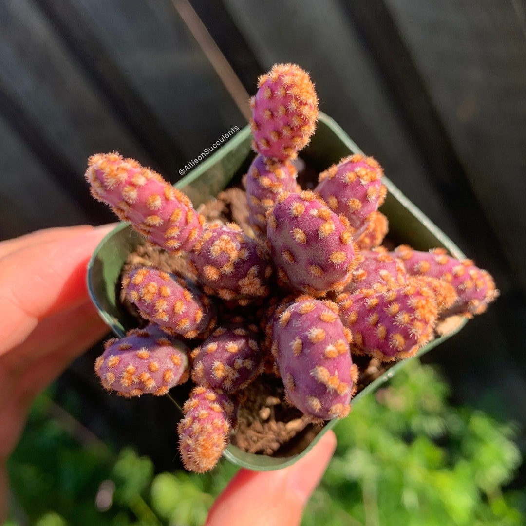 Opuntia Rufida Mini Cinnamon Cactus Plants Etsy