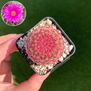 May include: A vibrant red cactus with a symmetrical, rounded shape, potted in a small square container. The cactus is covered in tiny, star-shaped spines. A bright pink flower with a yellow center is shown in a circular inset. The text "AllisonSucculents" is visible.
