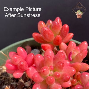 May include: Close-up of a succulent plant with plump, oval-shaped leaves in shades of red and pink. The plant is in a green pot, and the text "Example Picture After Sunstress" is visible.