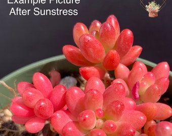 Variegated Jelly Beans | Sedum rubrotinctum aurora Succulents Plants - 2inch pot (GREEN during summer)