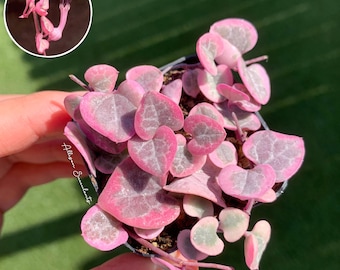 May include: A Ceropegia woodii variegata plant with heart-shaped leaves in shades of pink, green, and silver. The plant features thin stems and a small inset circle showing a pink tubular flower with a dark purple center. The text Allison Succulents is visible.