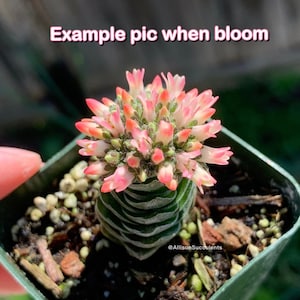 Crassula Buddha's Temple Succulent Plant 2inch or 4inch pot (Do not come with flower)