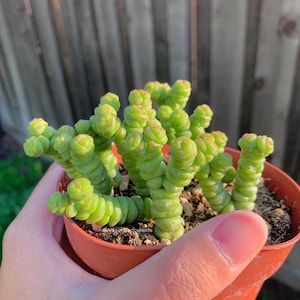 Hybrid Crassula Baby's Necklace Crassula rupestris subsp. marnieriana Succulents Plants -4inch pot Bare Root