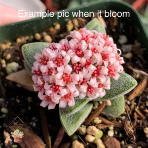 May include: A succulent plant with a cluster of small, light pink flowers with red centers. The plant has thick, green leaves with a textured surface. The image includes the text "Example pic when it bloom" and a logo.
