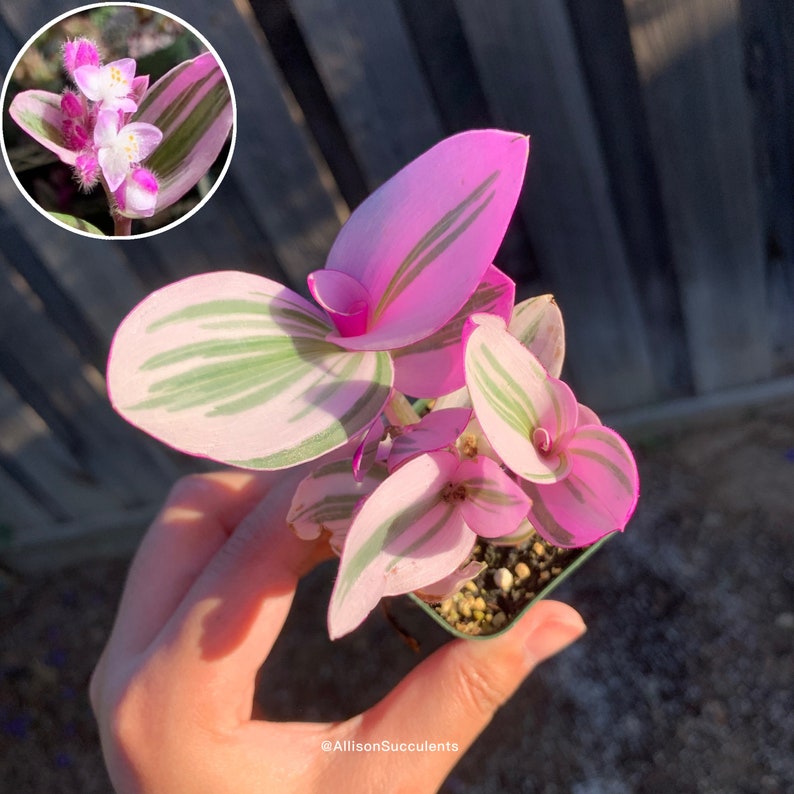 Tradescantia Nanouk Variegated House Plants Etsy