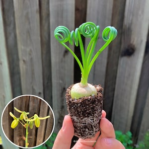 Albuca Spiralis | Frizzle Sizzle | Corkscrew Albuca | Live Plants | Mini House Plants - 1.5 inch wide soil