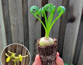 Albuca Spiralis | Frizzle Sizzle | Corkscrew Albuca | Live Plants | Mini House Plants - 1.5 inch wide soil