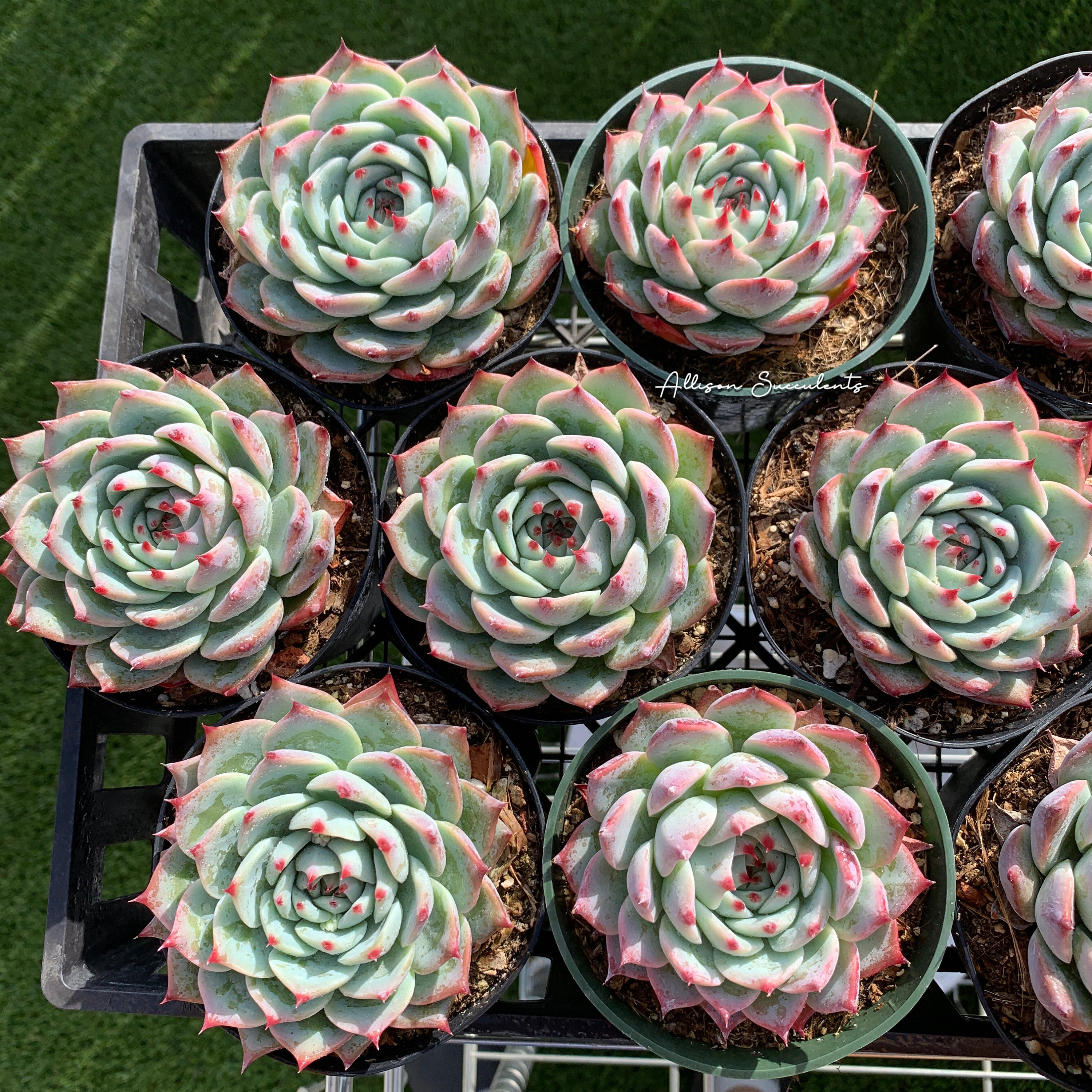 Echeveria Chihuahuaensis Succulents Plants - 2 Inch or 4 Inch Pot