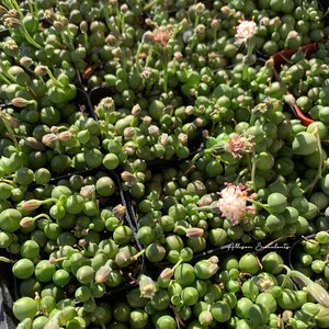 May include: Close-up of String of Pearls succulents, featuring small, round, green leaves resembling pearls. Some plants have delicate, pink and white flowers. The plants are in small black containers, with the text "Allison Succulents" visible.