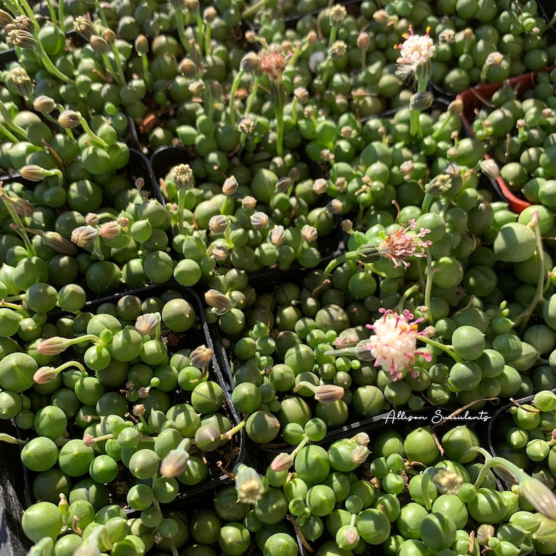 May include: Close-up of String of Pearls succulents, featuring small, round, green leaves resembling pearls. Some plants have delicate, pink and white flowers. The plants are in small black containers, with the text "Allison Succulents" visible.