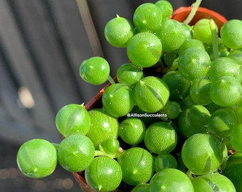 String of Pearls live plants house succulents plants -2inch
