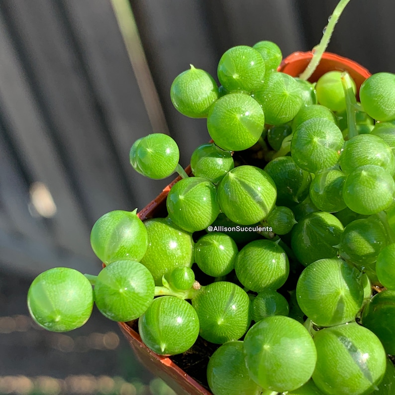 May include: Close-up of a String of Pearls succulent plant. The plant features bright green, spherical leaves that resemble small pearls. The plant is potted in a small, brown container. The image is well-lit, highlighting the texture and color of the plant.