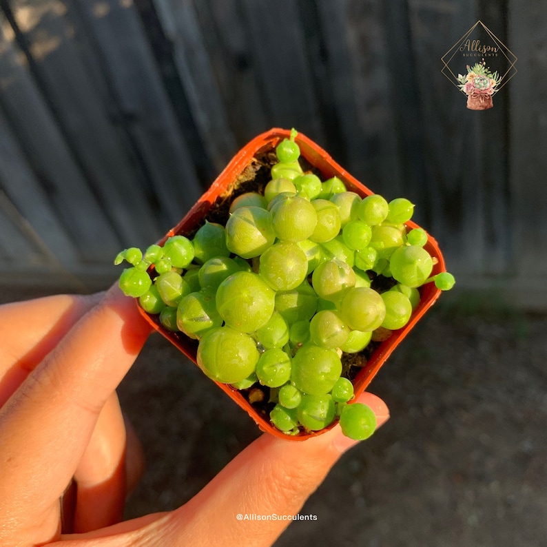 May include: A small, square orange pot filled with a String of Pearls succulent. The plant features bright green, spherical leaves. The image is taken in natural light, with the text "Allison Succulents" visible.