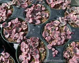 String of Hearts Variegated | VSOH | Ceropegia Woodii | String of