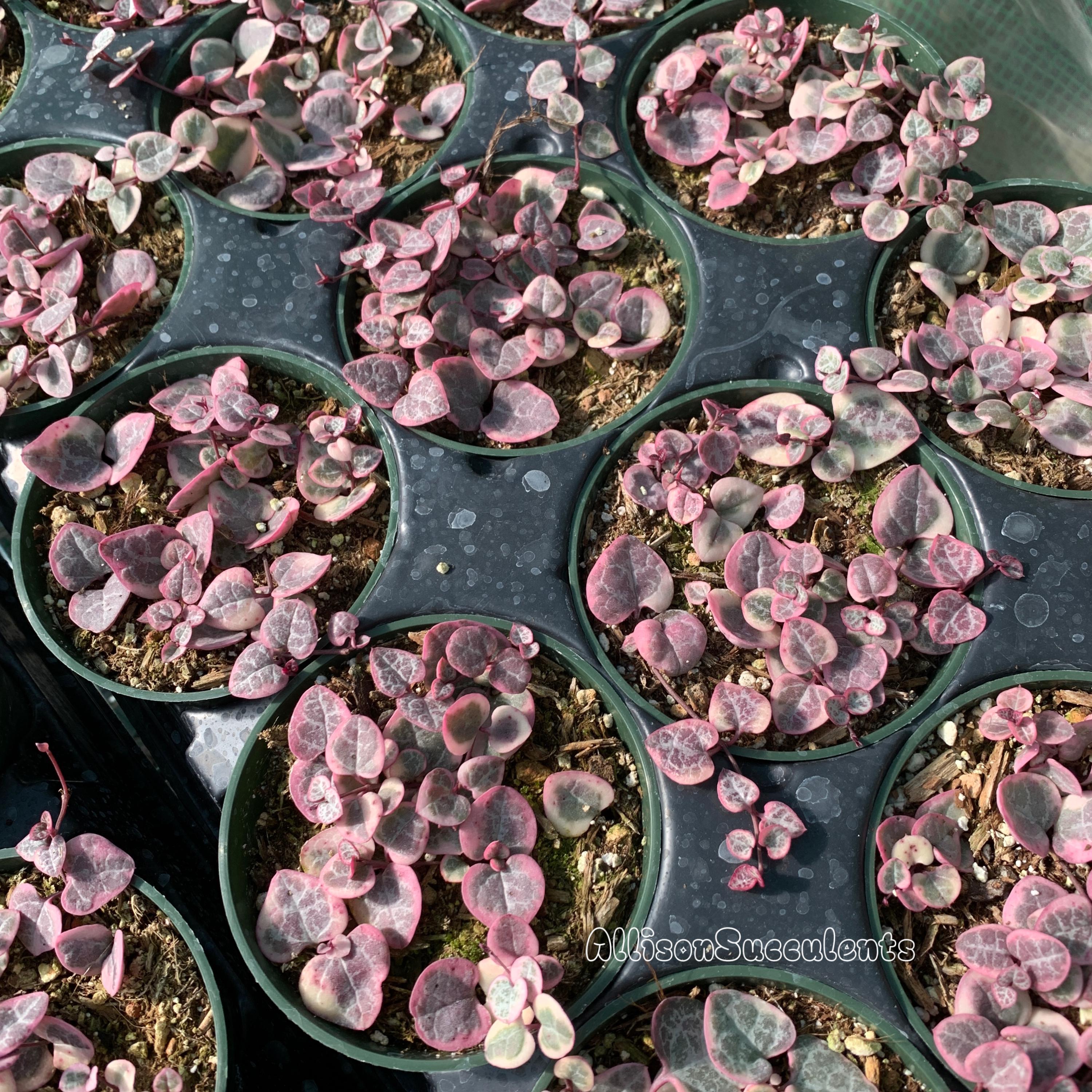String of Hearts Variegated | VSOH | Ceropegia Woodii | String of