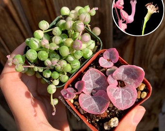 Variegated Strings Plants 2pcs Set | Variegated string of Hearts & Variegated string of pearls - 2inch