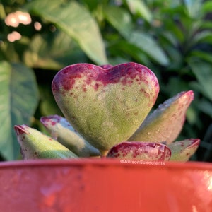 May include: Close-up of a succulent plant with heart-shaped leaves. The leaves are green with reddish-purple edges and spots. The plant is in a terracotta pot, with a blurred green background. The text "@AllisonSucculents" is visible.