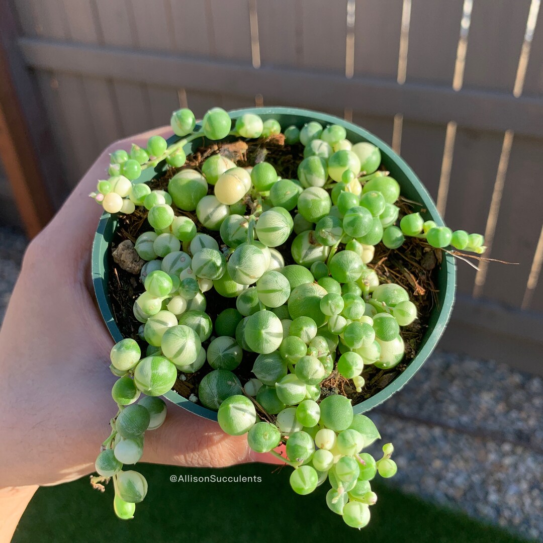 Variegated String of Pearls Succulents Hanging House Plants 4 Inch Etsy
