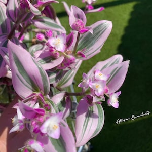 Tradescantia nanouk Variegated House Plants (Cutting or 2 inch rooted pot)