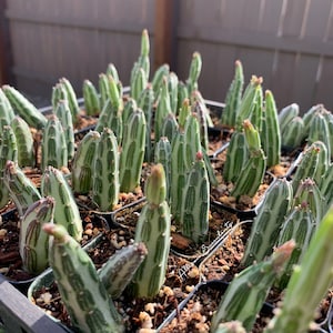 May include: A close-up shot of a tray filled with numerous small, green succulents. The succulents have a unique, striped pattern with light green and dark green vertical lines. Some have small, reddish buds. The plants are in small black pots.