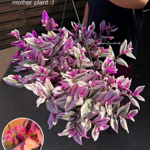 Tradescantia nanouk Variegated House Plants (Cutting or 2inch rooted pot)