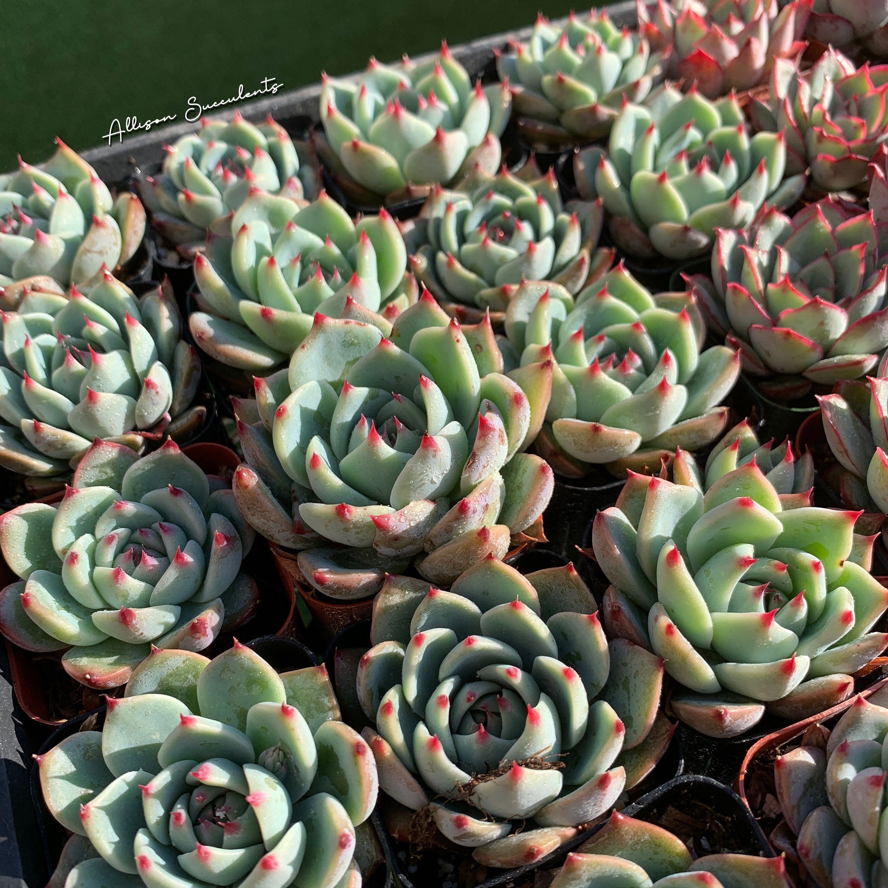 Echeveria Chihuahuaensis Succulents Plants - 2 Inch or 4 Inch Pot