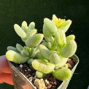 Delosperma Chinatum Variegated Succulents Plants - 2 inch pot
