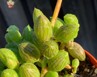 String of Watermelon | Succulents Plants - 2 inch pot