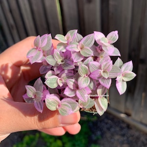 May include: Close-up of a small succulent plant with pink and green variegated leaves. The plant has small, star-shaped clusters of leaves. The leaves are a mix of light green and pink, with a striped pattern. The plant is in a small, green pot.