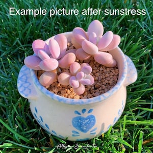 Moonstone Pachyphytum Oviferum Pearly Moonstones Succulents Plants - 2 inch pot