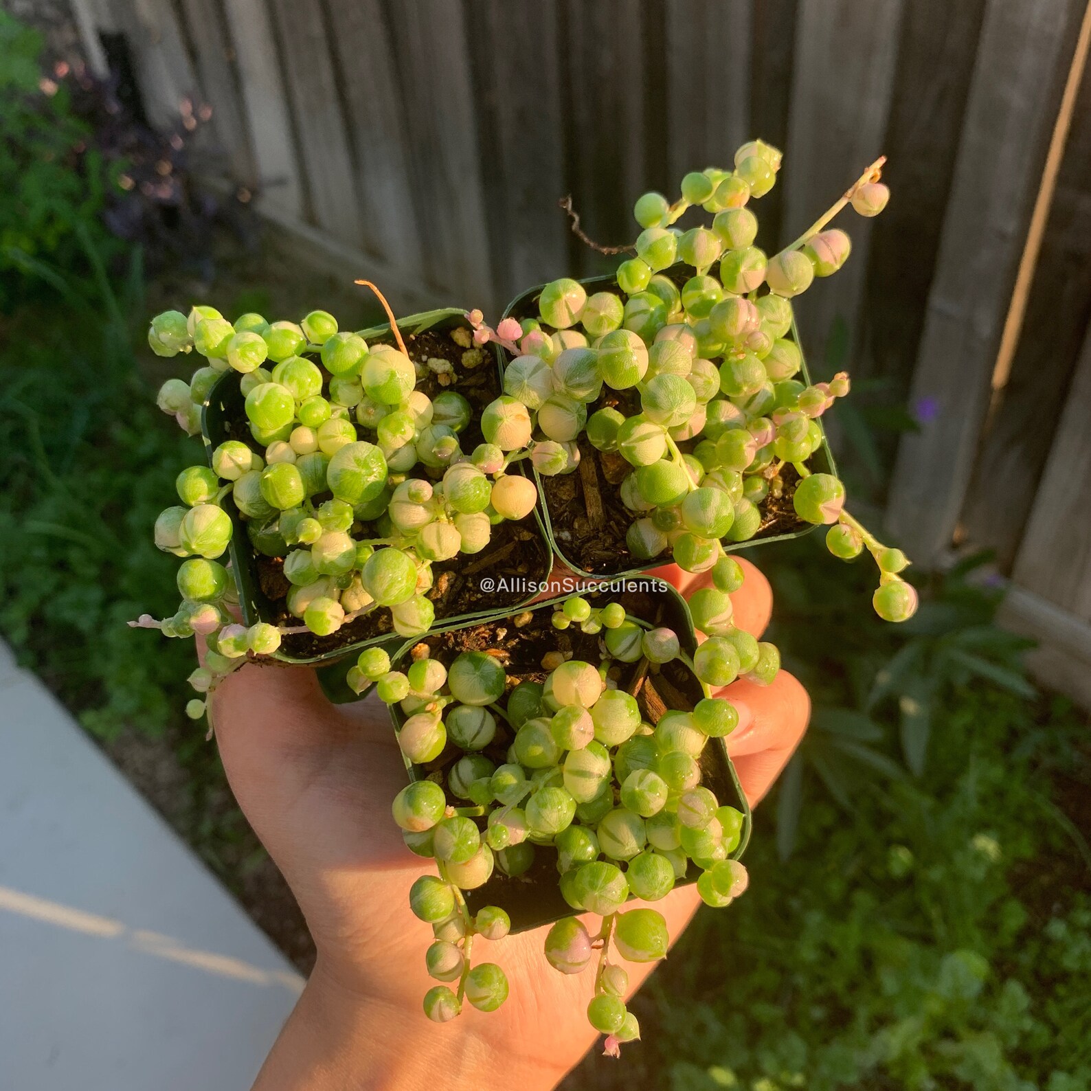 Variegated String of Pearls Succulents Plants House Plants 2 Etsy