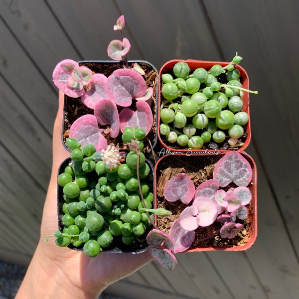 2 PCS Set Strings Plants  | Variegated string of Hearts & (Variegated) string of pearls - 2inch