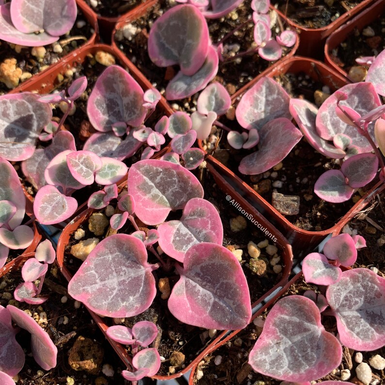 Variegated string of hearts