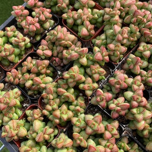 May include: Overhead shot of multiple small potted succulents. The plants have green leaves with red edges and speckles. The pots are arranged closely together in a black tray, creating a dense, textured pattern. The plants are a vibrant display of natural colors.