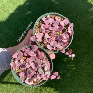 String of Hearts Variegated | VSOH | Ceropegia woodii | String of Hearts | 2 or 4 inch pot