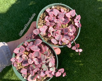 String of Hearts Variegated | VSOH | Ceropegia woodii | String of Hearts | 2 or 4 inch pot