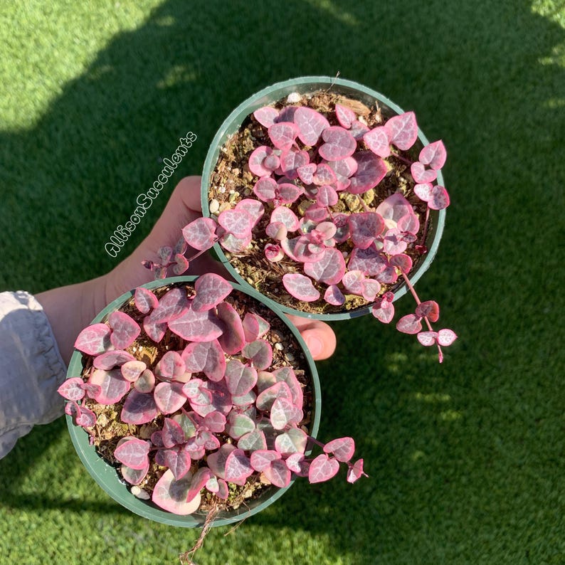 AllisonSucculents String of Hearts - Thumbnail 2