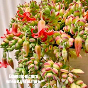 May include: Close-up of a succulent plant with cascading stems of rounded, green and red leaves. Bright red flowers and elongated buds are interspersed throughout the plant. The text "Example picture when it get mature" is visible.
