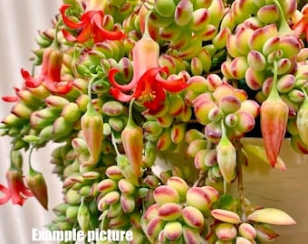 Cotyledon Pendens trailing succulents plants - 2 inch (Might not come with flower)