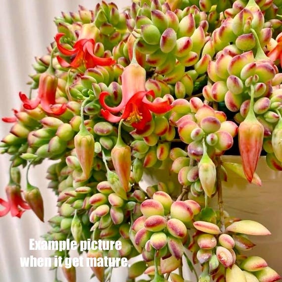 Cotyledon Pendens Trailing Succulents Plants - 2 Inch (might Not Come With  Flower) - Etsy