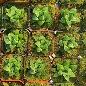 May include: A top-down view of multiple small square pots, each containing a green succulent. The succulents feature translucent, triangular leaves with white veining. The pots are set in green moss, providing a natural backdrop. The image is bright, showcasing the plants' details.