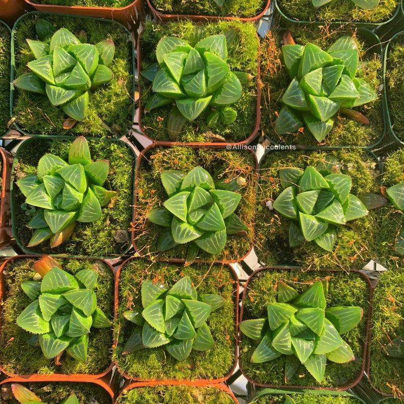 May include: A top-down view of multiple small square pots, each containing a green succulent. The succulents feature translucent, triangular leaves with white veining. The pots are set in green moss, providing a natural backdrop. The image is bright, showcasing the plants' details.