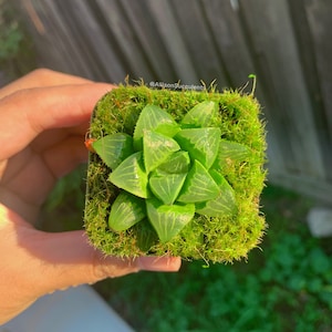May include: A small, square succulent plant with translucent green leaves, set in a bed of vibrant green moss. The plant is in a small, square pot. The image is taken in natural light.