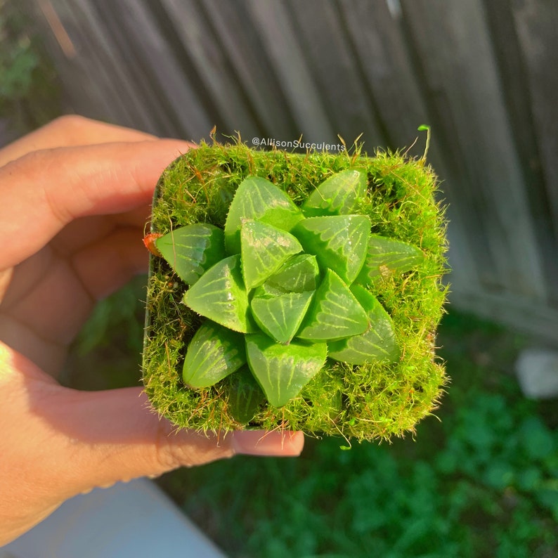 May include: A small, square succulent plant with translucent green leaves, set in a bed of vibrant green moss. The plant is in a small, square pot. The image is taken in natural light.