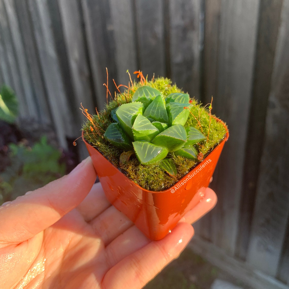 Haworthia Mutica Succulents House Plants Low Light Plants Etsy