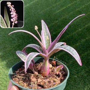 Variegated Ledebouria socialis 'Silver Squill' - Ship with bare root
