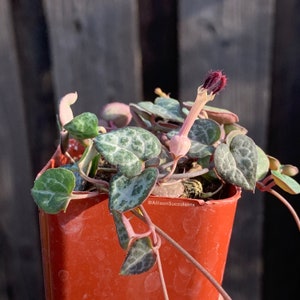 String of Heart Plants | SOH | Ceropegia woodii | String of Hearts | succulents hanging plants - 2 inch or 4 inch pot